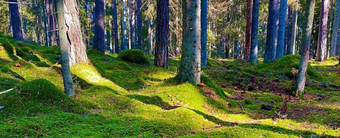 Kalmarguider - Småland, skog